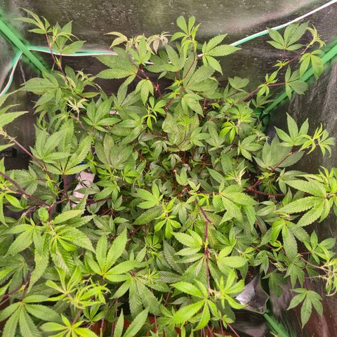 Liz growlog photo: Após rega foliar com EM5, 1 litro