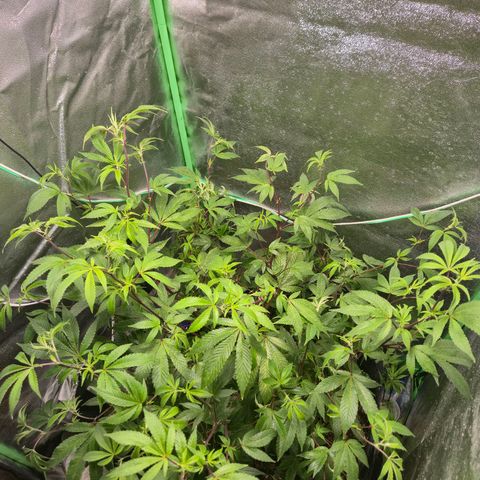 Liz growlog photo: Após rega foliar com EM5, 1 litro