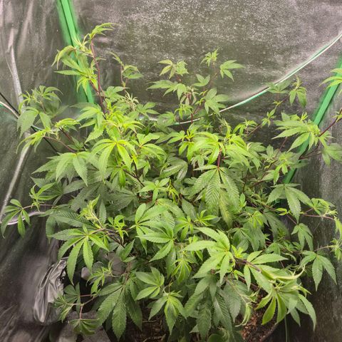 Liz growlog photo: Após rega foliar com EM5, 1 litro