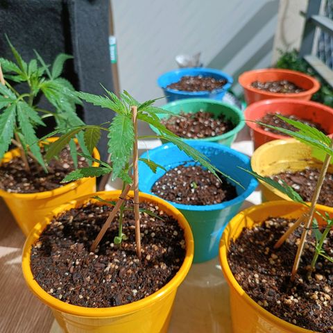Lila X growlog timeline photo