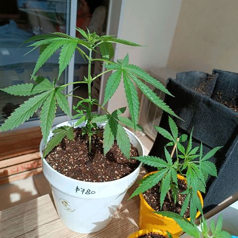 Lila X growlog timeline photo