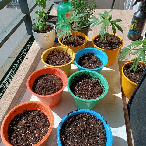 Lila X growlog timeline photo
