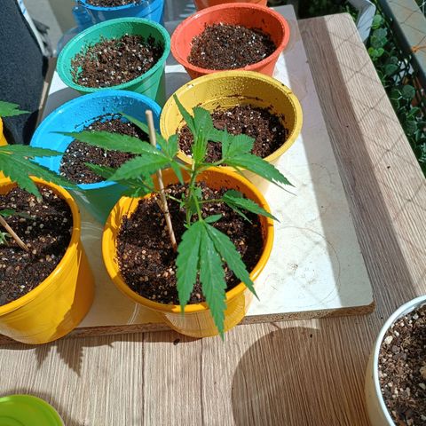 Lila X growlog timeline photo