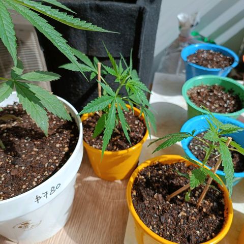 Lila X growlog timeline photo
