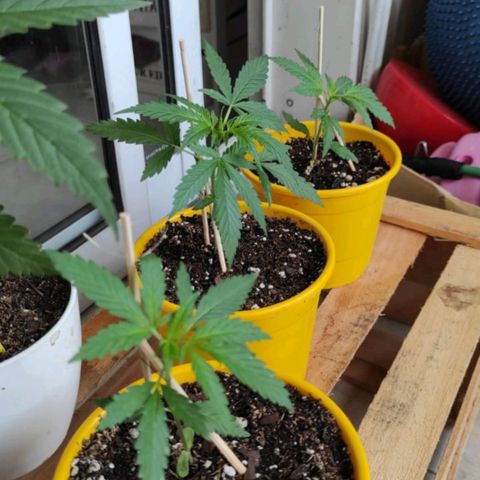 Lila X growlog timeline photo