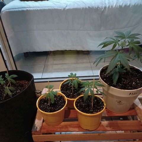 Lila X growlog timeline photo