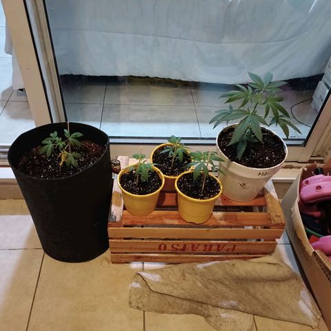Lila X growlog timeline photo
