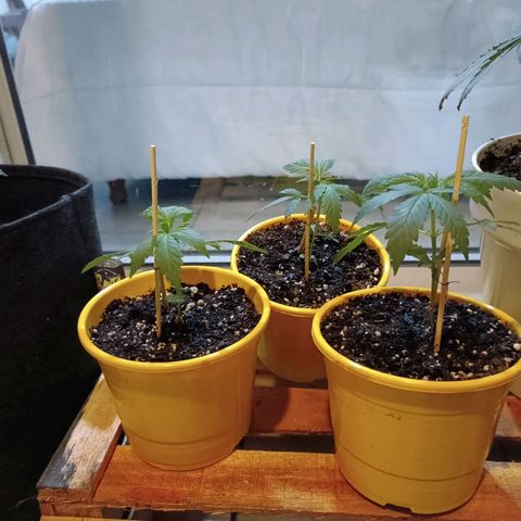 Lila X growlog timeline photo