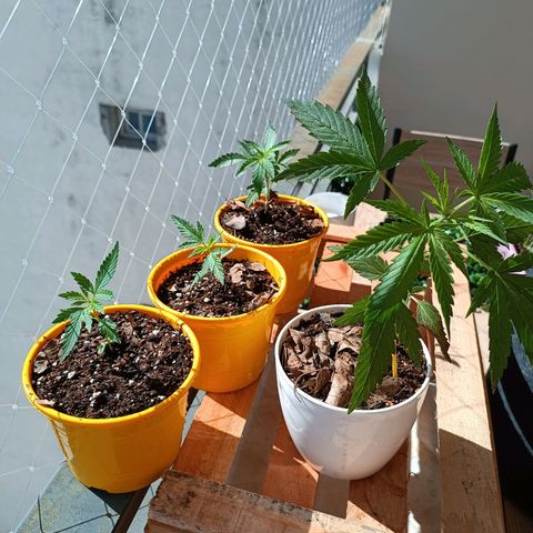 Lila X growlog timeline photo