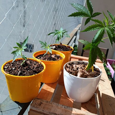 Lila X growlog timeline photo