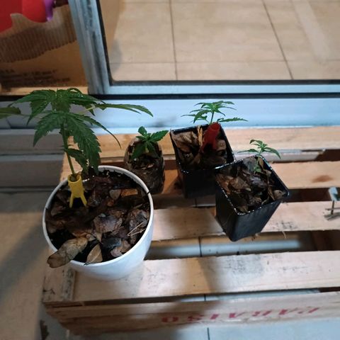 Lila X growlog timeline photo
