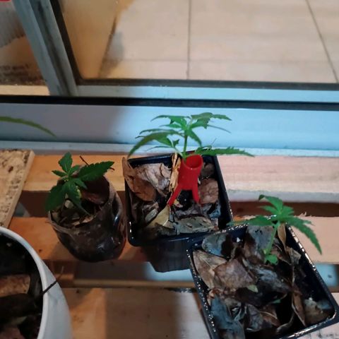 Lila X growlog timeline photo
