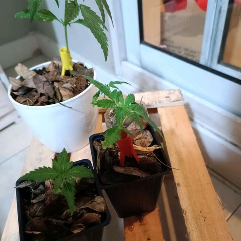 Lila X growlog timeline photo