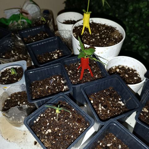 Lila X growlog timeline photo