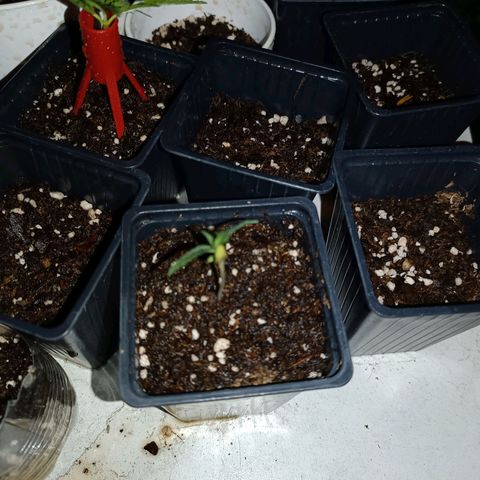 Lila X growlog timeline photo