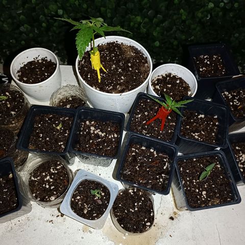 Lila X growlog timeline photo