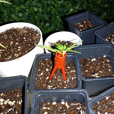 Lila X growlog timeline photo