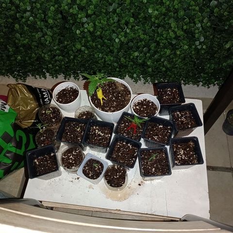 Lila X growlog timeline photo