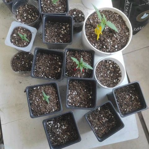 Lila X growlog timeline photo
