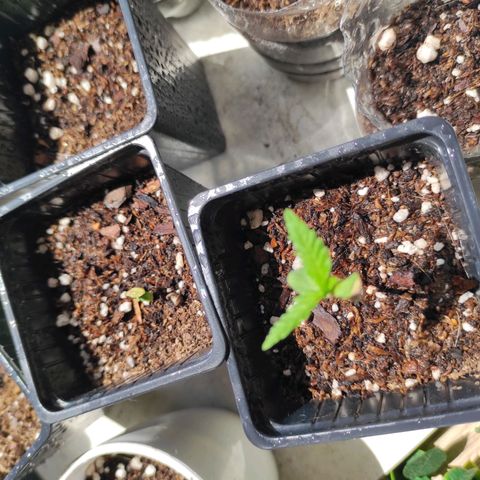 Lila X growlog timeline photo
