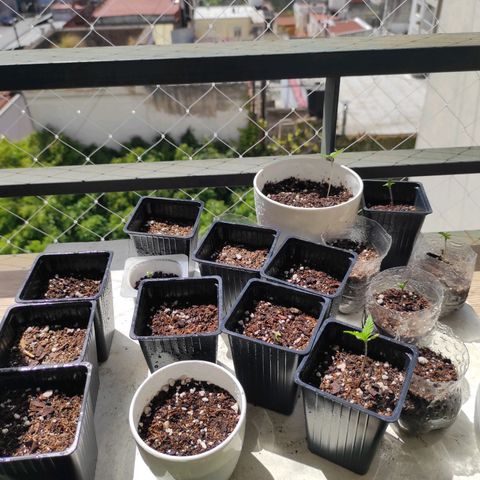 Lila X growlog timeline photo