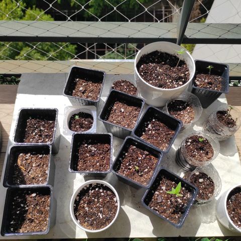 Lila X growlog timeline photo
