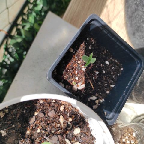 Lila X growlog timeline photo