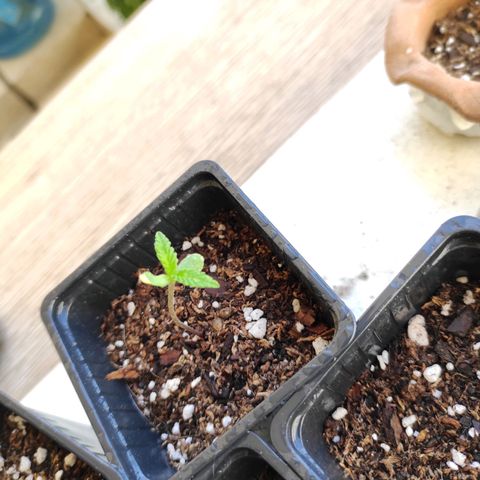 Lila X growlog timeline photo