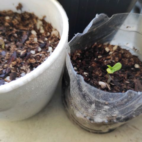 Lila X growlog timeline photo