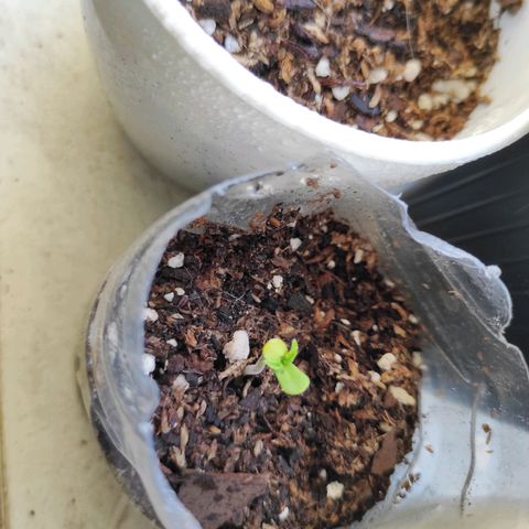Lila X growlog timeline photo