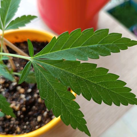 Lila X growlog timeline photo