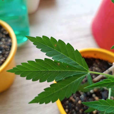 Lila X growlog timeline photo