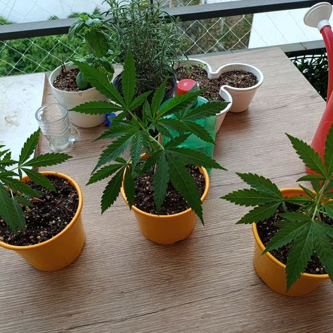 Lila X growlog timeline photo