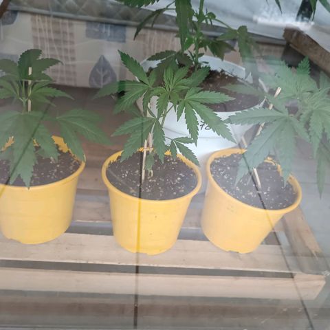 Lila X growlog timeline photo
