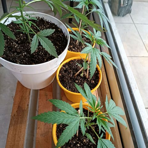 Lila X growlog timeline photo