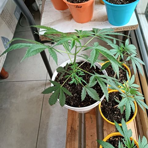 Lila X growlog timeline photo