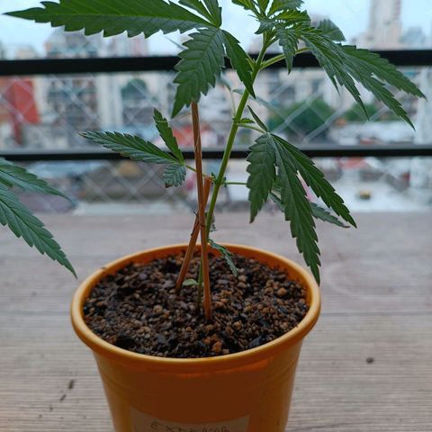 Lila X growlog timeline photo