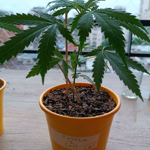 Lila X growlog timeline photo