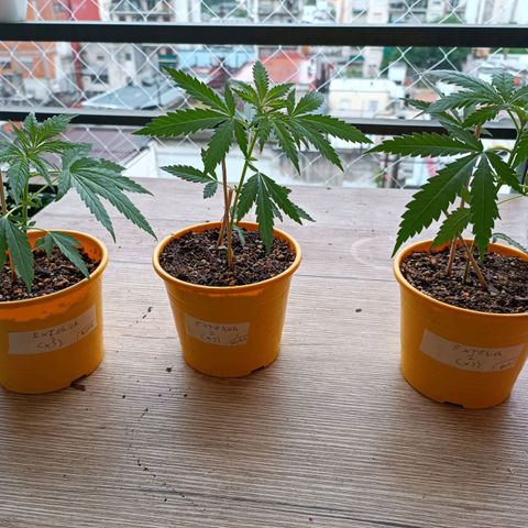 Lila X growlog timeline photo