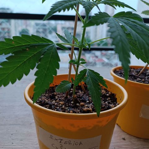 Lila X growlog timeline photo