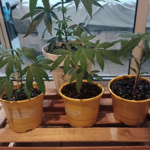 Lila X growlog timeline photo