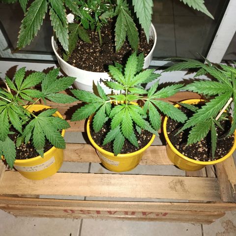 Lila X growlog timeline photo