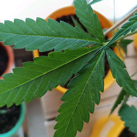 Lila X growlog photo: Algunas hojas e encuentran con manchas marrón claro, y otras puntos blancos