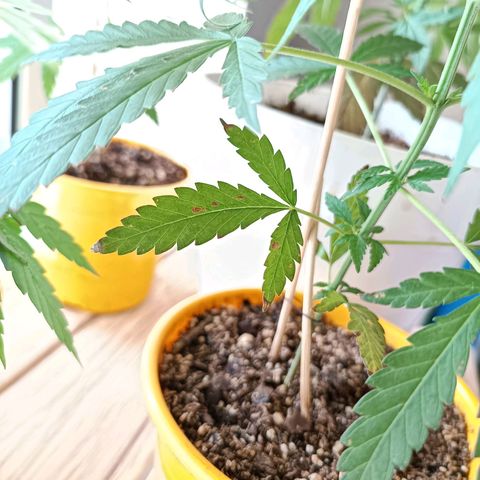Lila X growlog timeline photo
