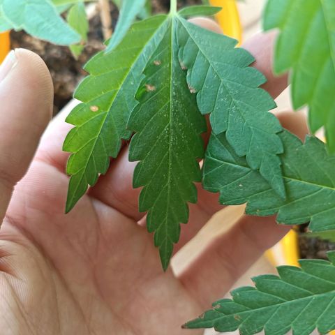 Lila X growlog photo: Algunas hojas e encuentran con manchas marrón claro, y otras puntos blancos