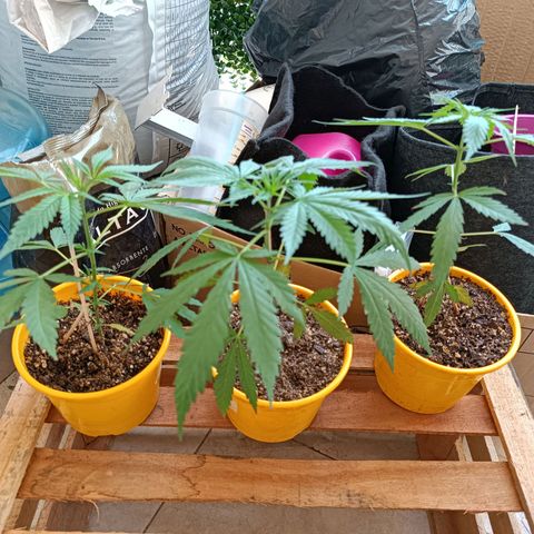 Lila X growlog timeline photo