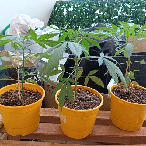 Lila X growlog timeline photo