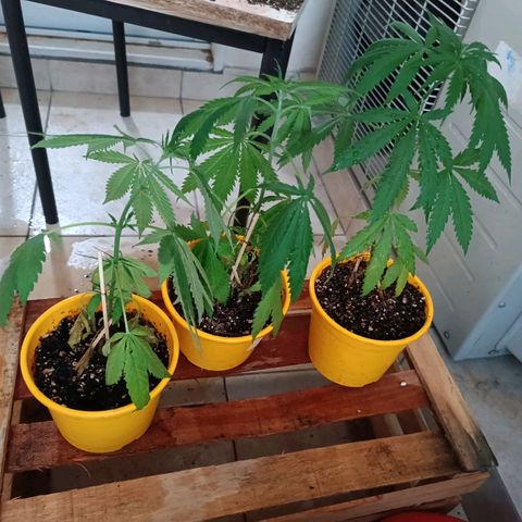 Lila X growlog photo: Las plantas no se regaron por 3 días 😬