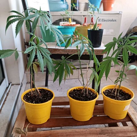 Lila X growlog timeline photo