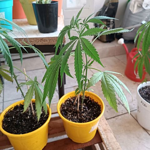 Lila X growlog timeline photo